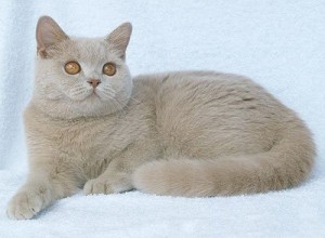 Окрас фавн британских кошек: британская кошка фавн: британская кошка фавн, британский кот фавн, британцы фавн    